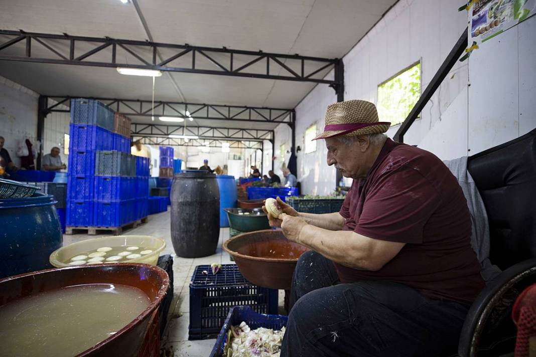 Hızlı soyan 20 erkek topladı: Kişi başı günde 2500 TL kazanıyorlar! 'Çok güçlü bir ekibimiz var, hızlıca soyuyoruz' 11